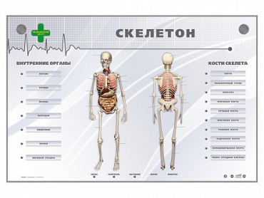 Электрифицированный стенд-тренажер "Скелетон" - «globural.ru» - Ангарск