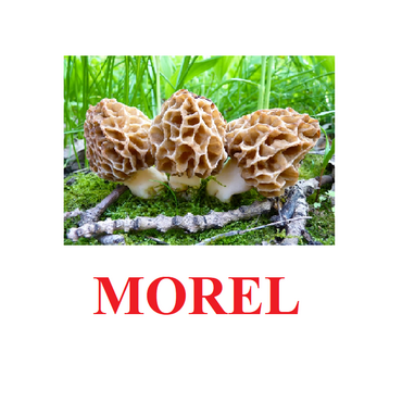 "Mushrooms" ("Грибы") английские карточки Домана - «globural.ru» - Ангарск