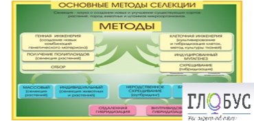 Стенд "Методы селекции и биотехнологии" - «globural.ru» - Ангарск