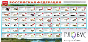 Стенд "Красная книга РФ" - «globural.ru» - Ангарск