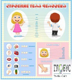 Стенд "Строение человека" для детей - «globural.ru» - Ангарск