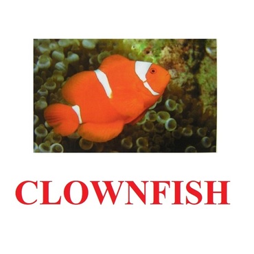 "Fish" ("Рыбы") английские карточки Домана - «globural.ru» - Ангарск